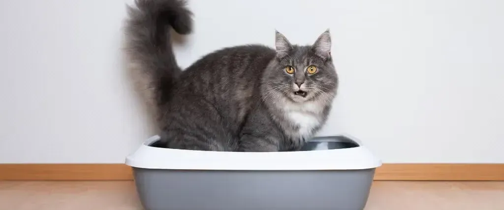 Gray tabby cat standing in a white litter box, facing forward with tail raised.