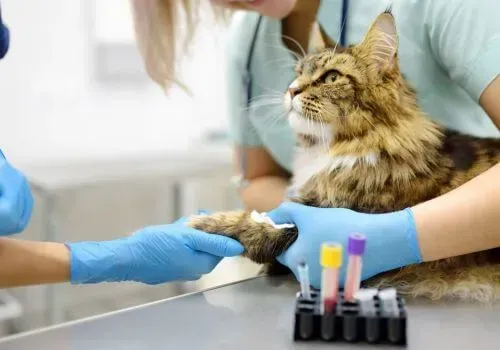 Veterinarian in blue gloves examining a cat’s paw at a clinic with test tubes nearby