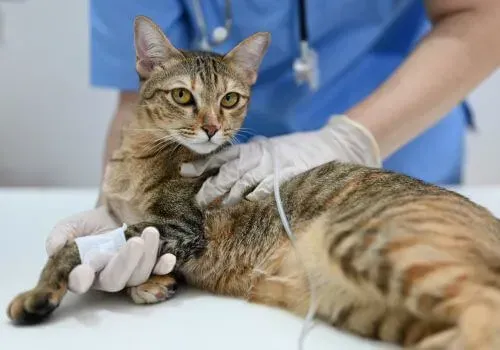 Tabby cat lying on a veterinary exam table while a gloved vet examines it