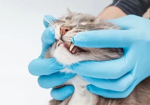 Veterinarian wearing blue gloves examining a cat’s mouth and teeth