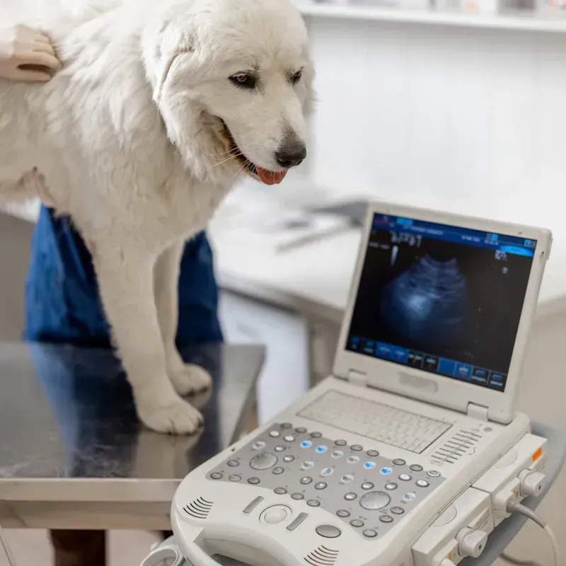 White dog on a veterinary exam table beside an ultrasound machine in a clinic.