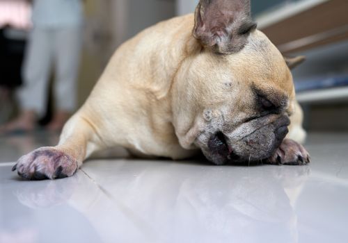 Small tan dog sleeping on a glossy floor indoors, paw tucked under its head.
