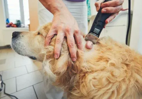 A golden retriever gets a grooming trim with clippers while a hand steadies its head.