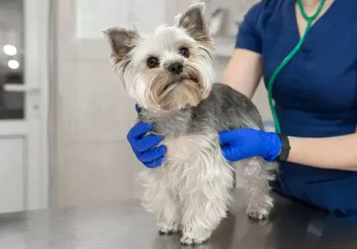 Small gray-and-white dog standing on a vet table while a person in blue gloves holds it gently