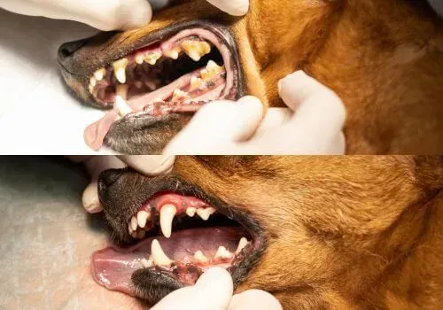 Close-up of a dog’s mouth being examined, showing teeth and gums with gloved hands holding its jaw