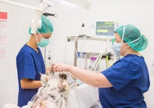Veterinary staff in blue scrubs and masks treat a dog on an exam table in a clinic.
