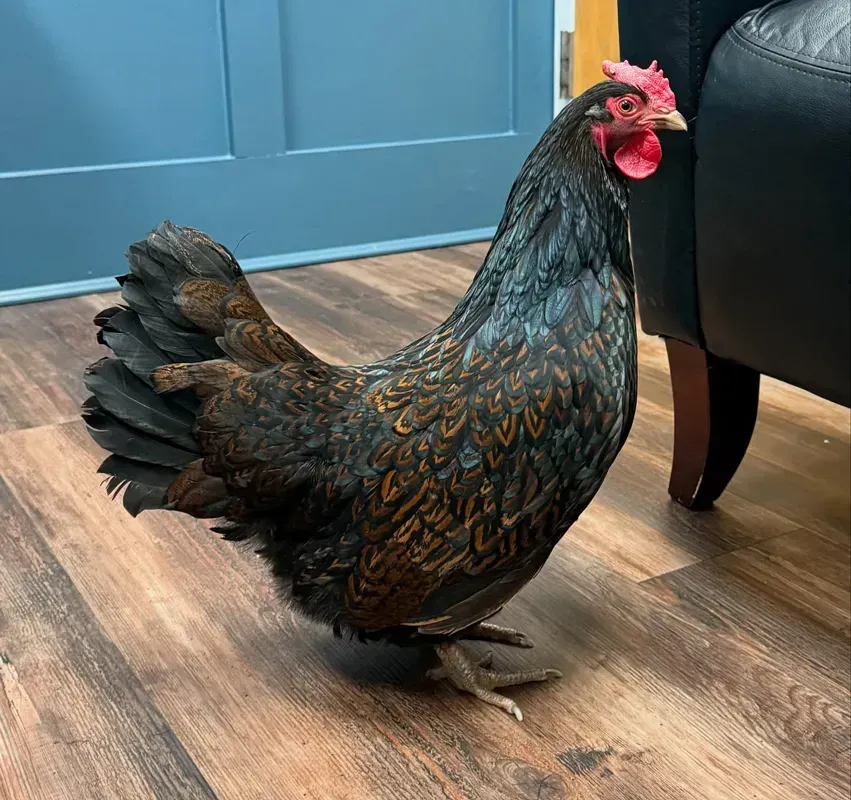 Black hen standing indoors on wood floor beside a dark chair near a blue door.