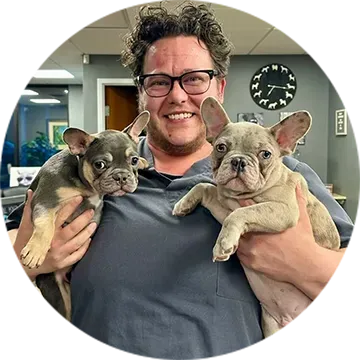 Person holding two French bulldog puppies indoors, smiling at the camera