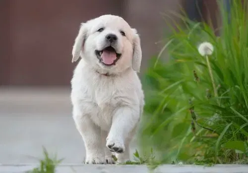 White puppy walking on a path beside green grass, mouth open in a happy expression