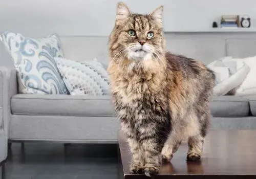 Long-haired brown tabby cat standing on a wooden table in a bright living room