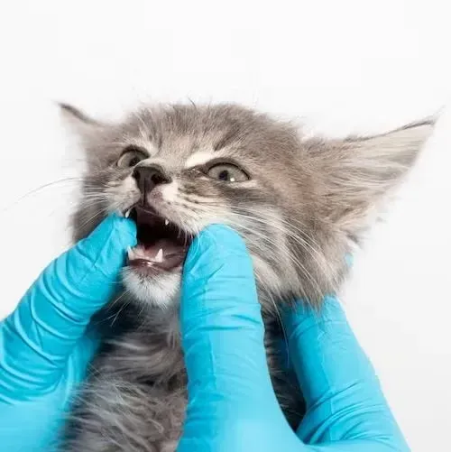 Gloved hands holding open a gray kitten’s mouth for a dental check