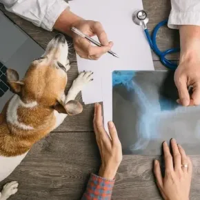 Veterinarian examining a dog’s paw beside X-ray images and a stethoscope on a desk