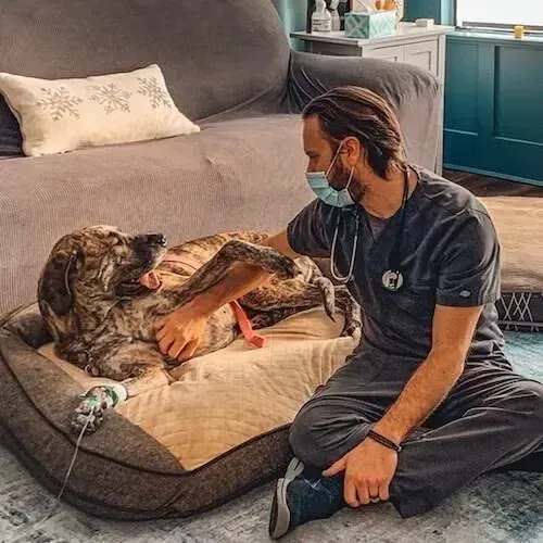 Veterinarian in scrubs and mask petting a dog on a cushion in a living room