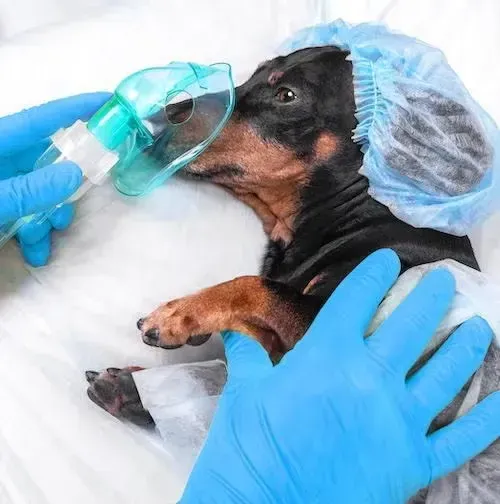 Veterinarian giving oxygen to a small black-and-tan puppy with a mask and blue gloves