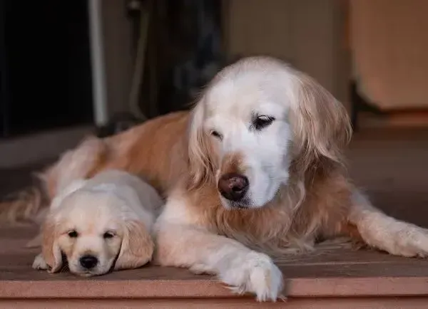 Two golden retrievers lying on a floor, one resting its head on the ground beside the other.