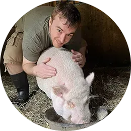 Person kneels in a pigpen, hugging a large pink pig while it eats hay