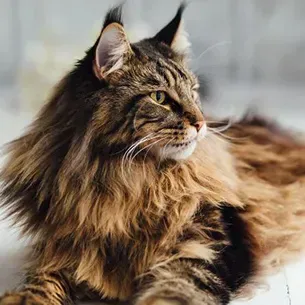 Long-haired brown tabby cat looking left, lying on a soft blanket