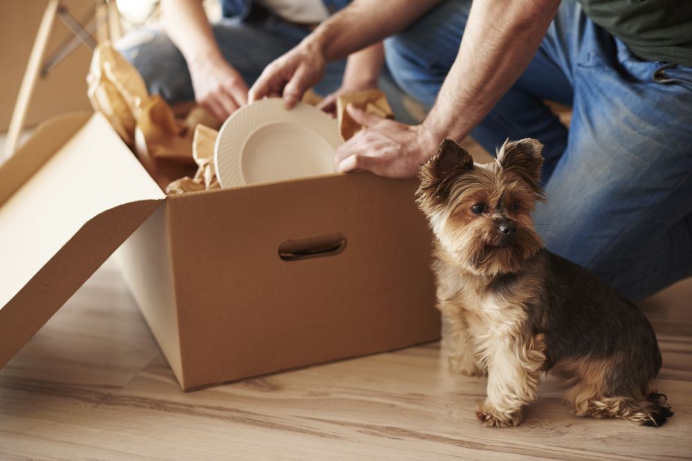 People packing dishes in a box with a dog sitting beside them on a wooden floor — Go With Joe REMOVALS in Zilzie, QLD