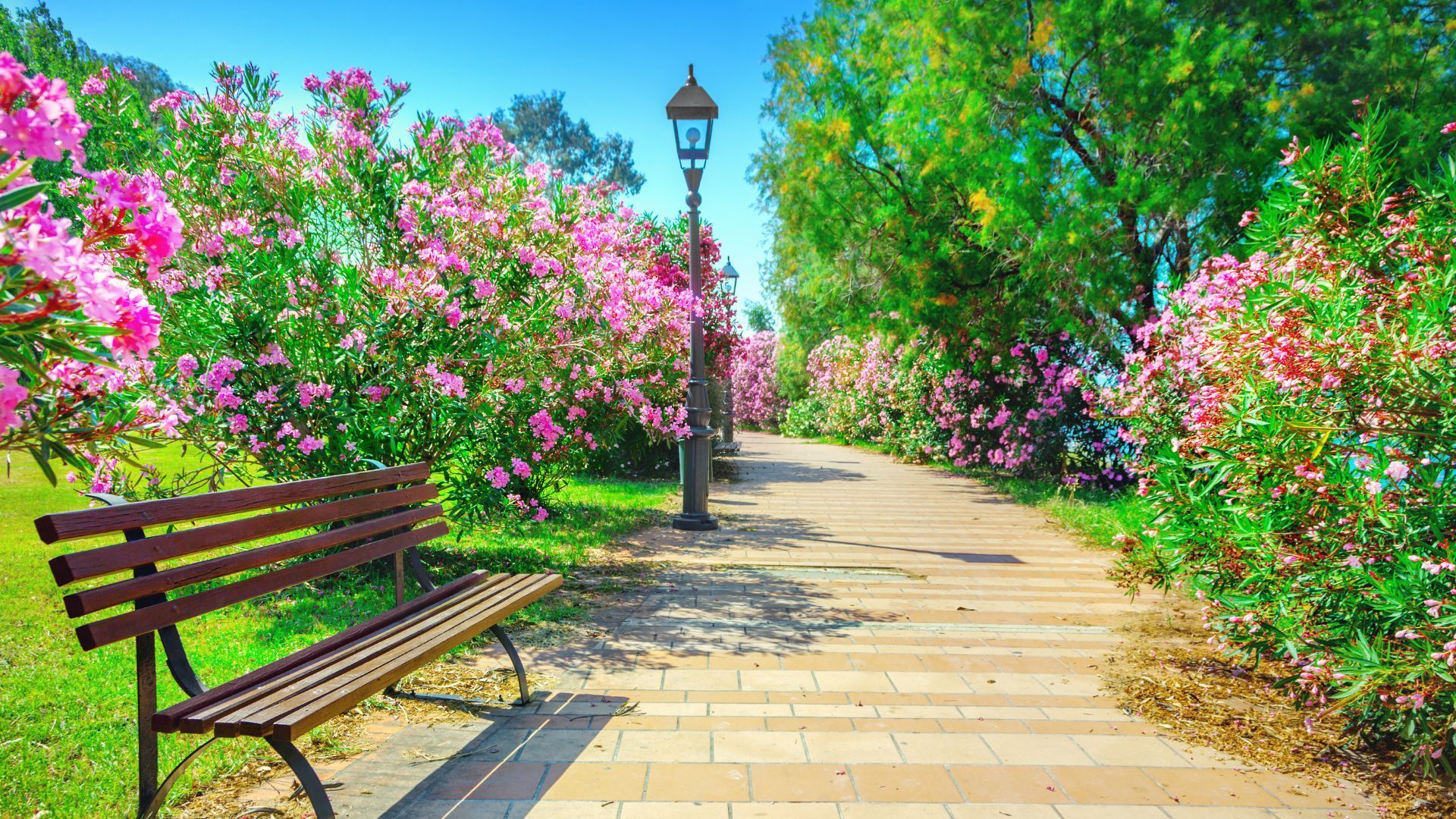 Stone path in a park lined with flowering pink bushes and green trees, with a bench and lamppost.