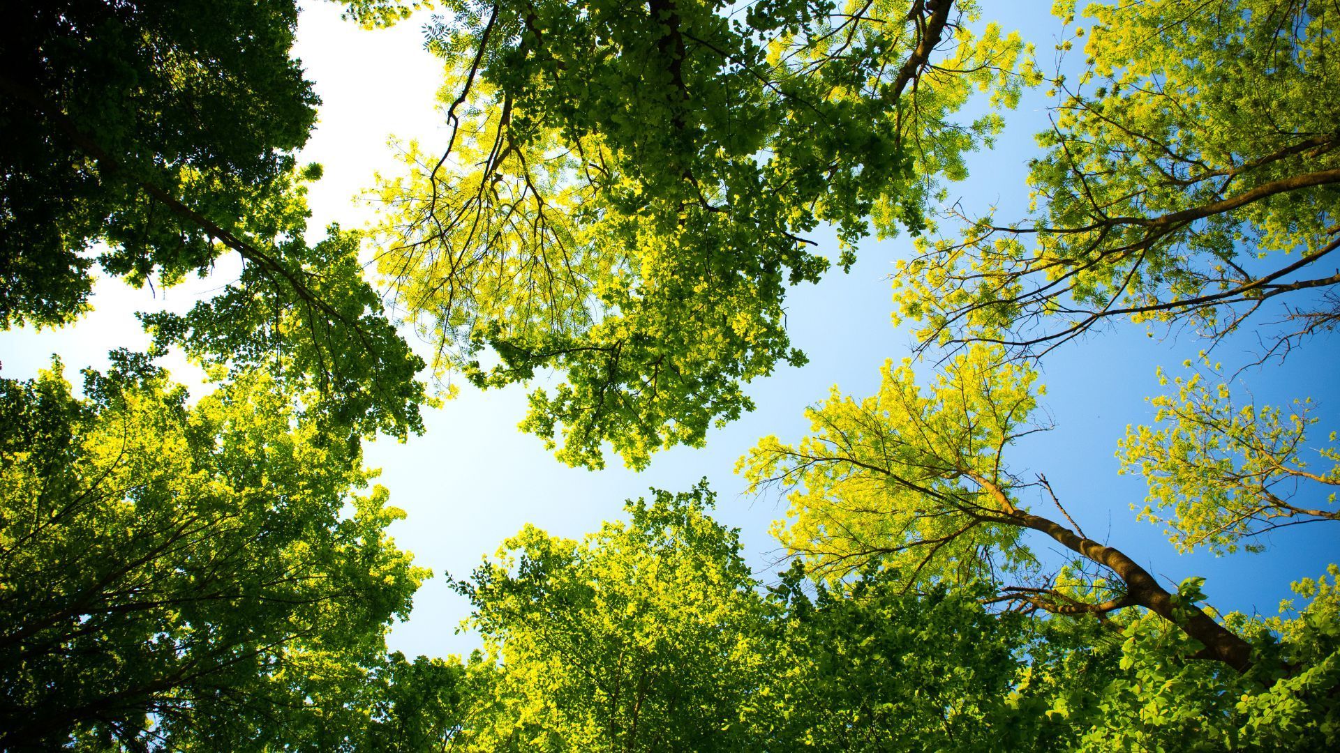 View of treetops reaching towards a bright blue sky, with vibrant green leaves.