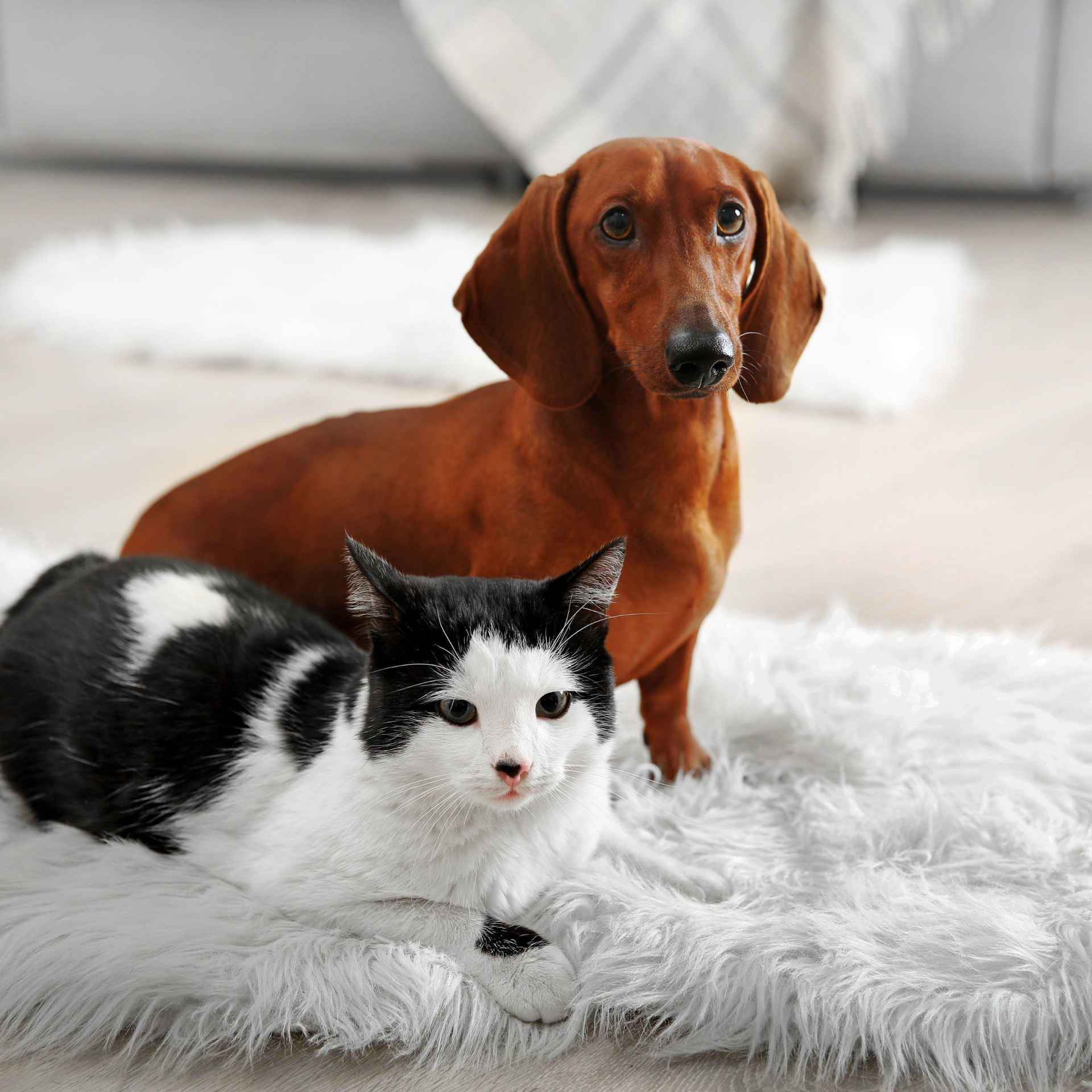 Eco Friend Carpet Clean - Dog and black and white cat sitting side by side on a fluffy white rug, looking at the camera.