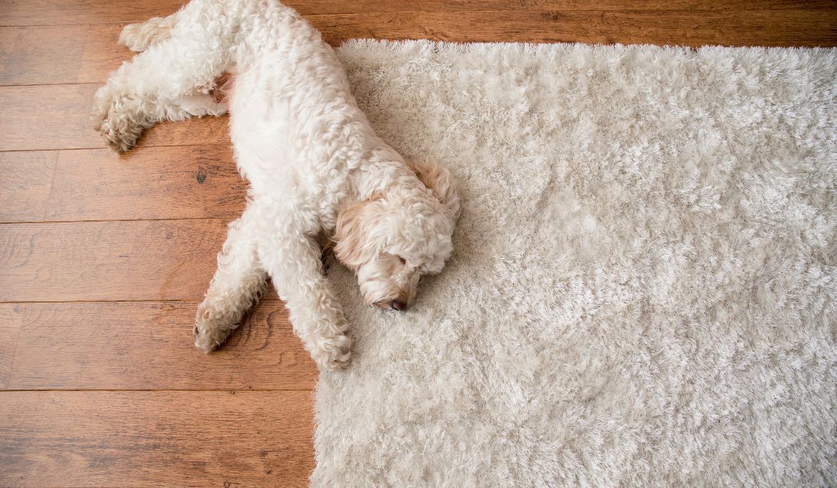 Eco Friend Carpet Clean - White Goldendoodle sprawled on wooden floor next to a white shaggy rug.