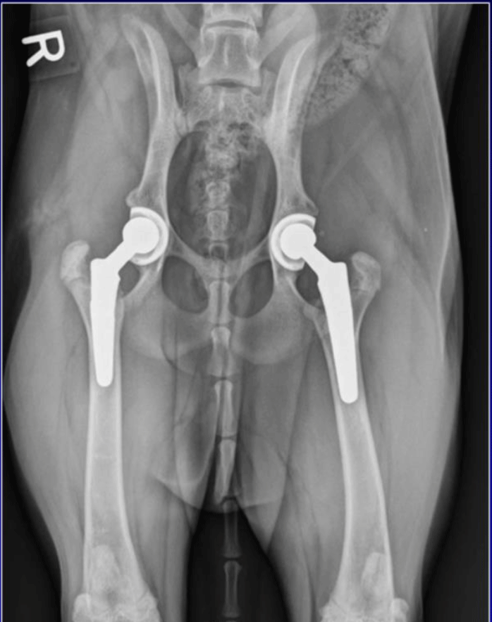 Femoral Head And Neck Ostectomy Fho