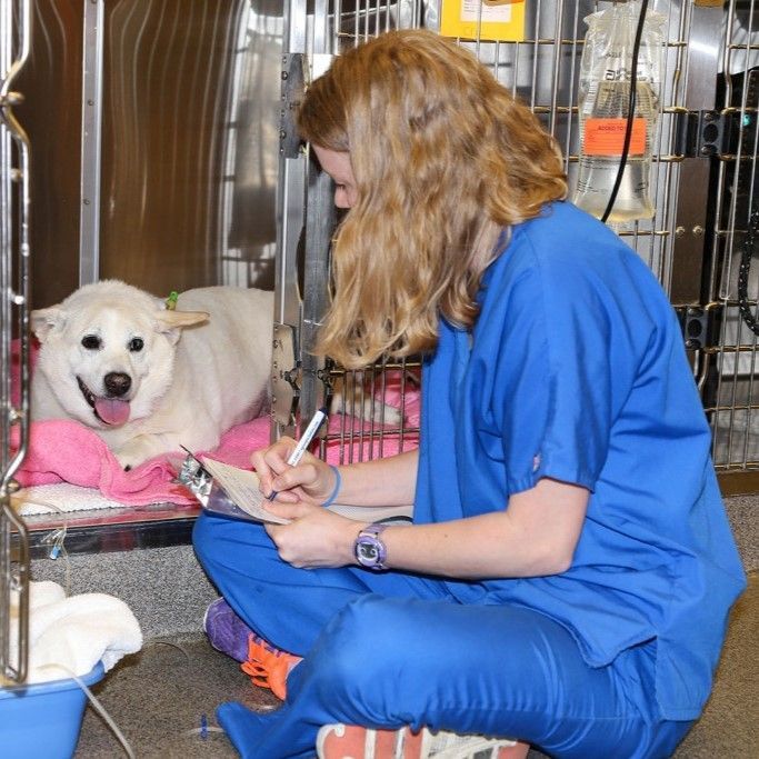 A woman in blue scrubs is writing on a clipboard in front of a white dog in a cage - Buford, GA - North Georgia Veterinary Specialists 