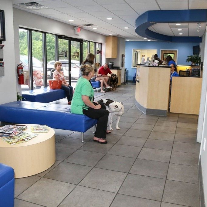 A woman sits on a blue bench next to a dog in a waiting room - Buford, GA - North Georgia Veterinary Specialists 