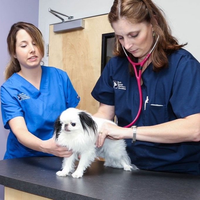 Two women in blue scrubs examining a small white dog - Buford, GA - North Georgia Veterinary Specialists 