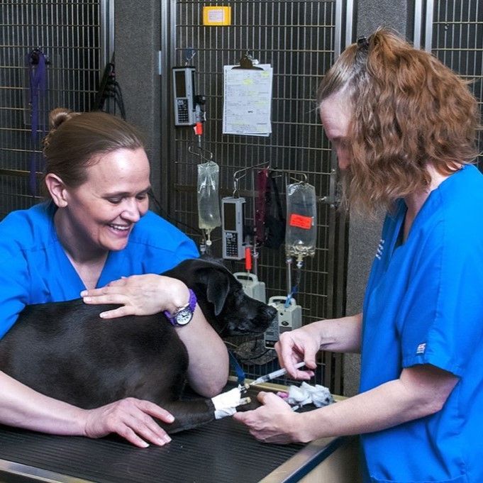 Two women in blue scrubs are examining a dog - Buford, GA - North Georgia Veterinary Specialists 