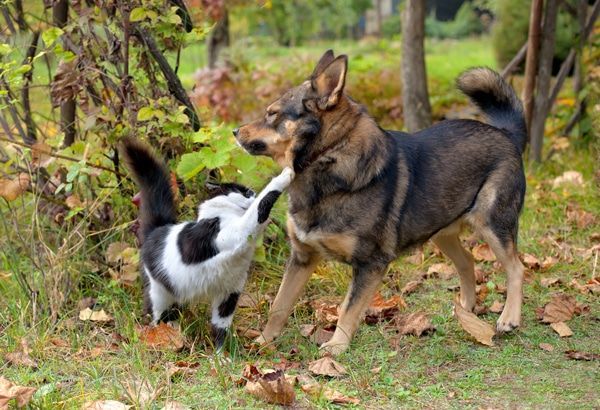 A dog and a cat are playing in the grass - Buford, GA - North Georgia Veterinary Specialists