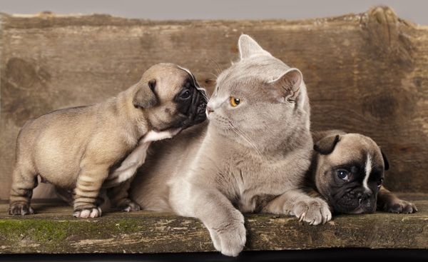 A cat and two pug puppies are laying on a couch - Buford, GA - North Georgia Veterinary Specialists