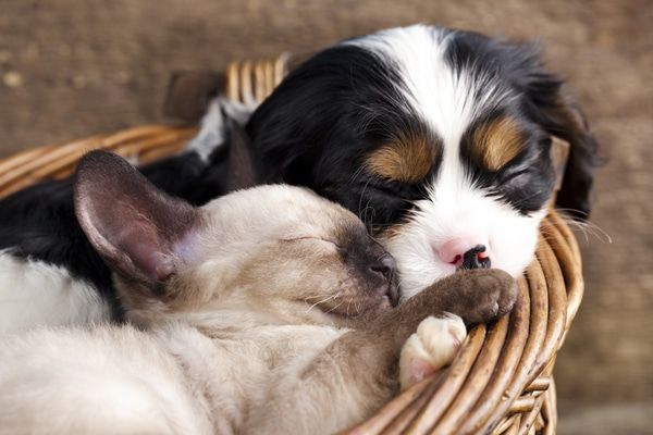 Two puppies are sleeping in a wicker basket - Buford, GA - North Georgia Veterinary Specialists