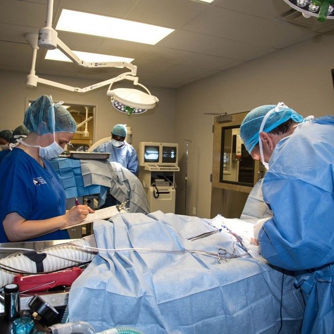 A group of surgeons are working on a patient in an operating room - Buford, GA - North Georgia Veterinary Specialists 