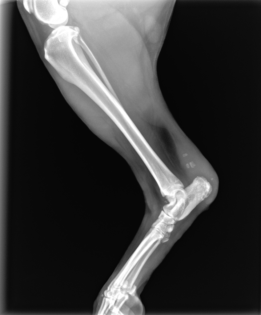 A black and white x-ray of a horse 's leg and knee- Buford, GA - North Georgia Veterinary 