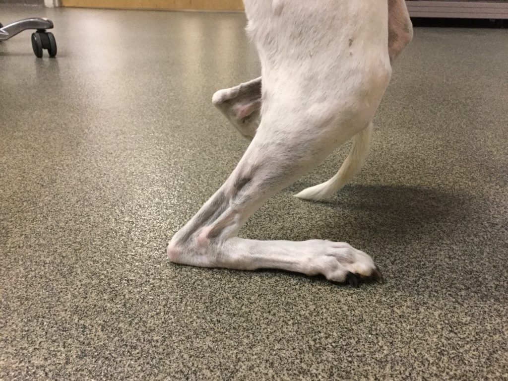 A white dog with a prosthetic leg is standing on a carpeted floor - Buford, GA - North Georgia Veter