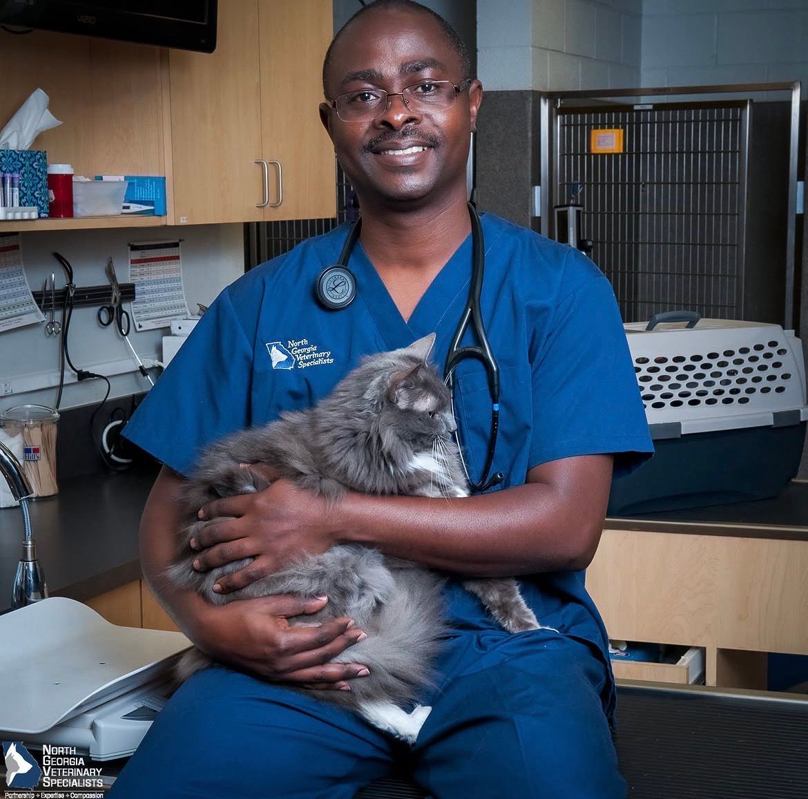 A veterinarian is holding a black and white dog on a table - Buford, GA - North Georgia Veterinary Specialists A veterinarian is holding a black and white dog on a table - Buford, GA - North Georgia Veterinary Specialists