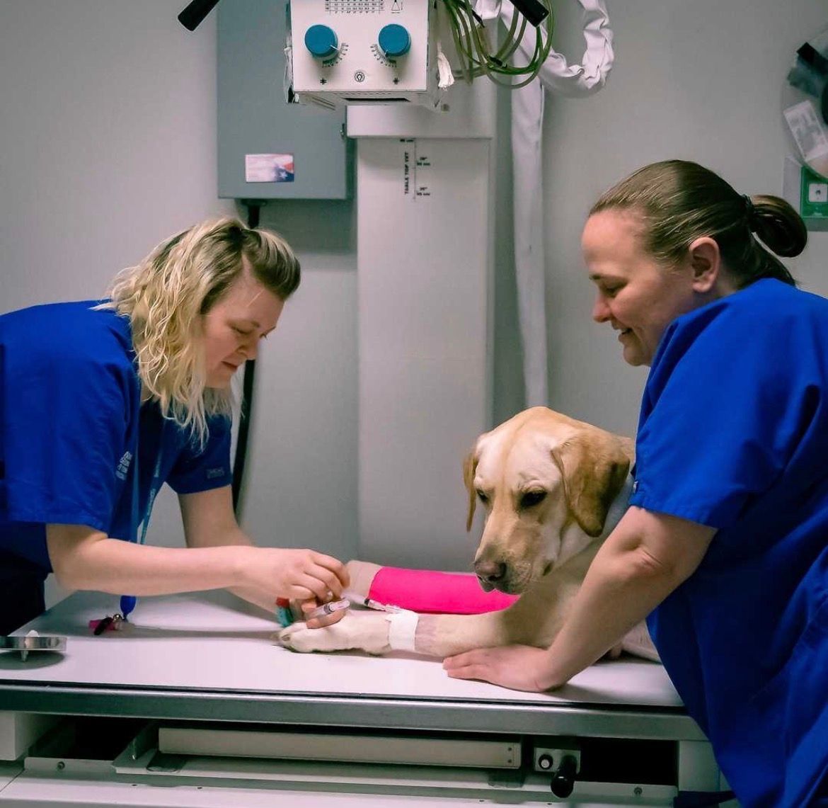 A dog is being examined by a veterinarian in a veterinary clinic.