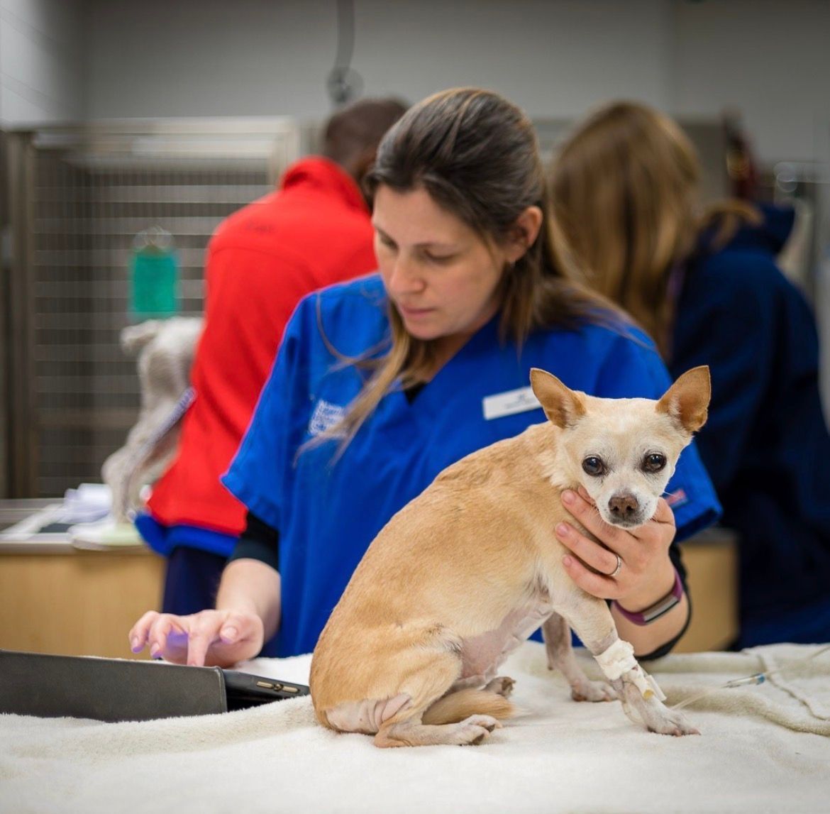 A girl is petting a dog at the vet while a man and woman look on.