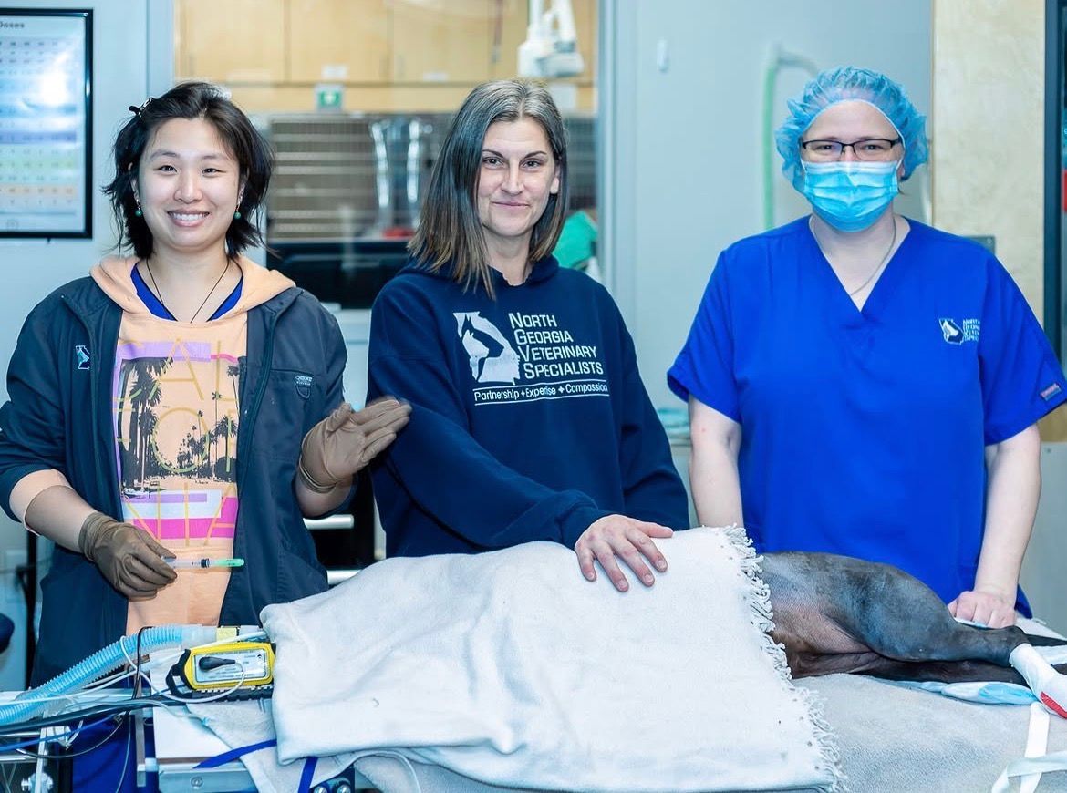 A dog is being examined by a veterinarian and two people - Buford, GA - North Georgia Veterinary Specialists A dog is being examined by a veterinarian and two people - Buford, GA - North Georgia Veterinary Specialists