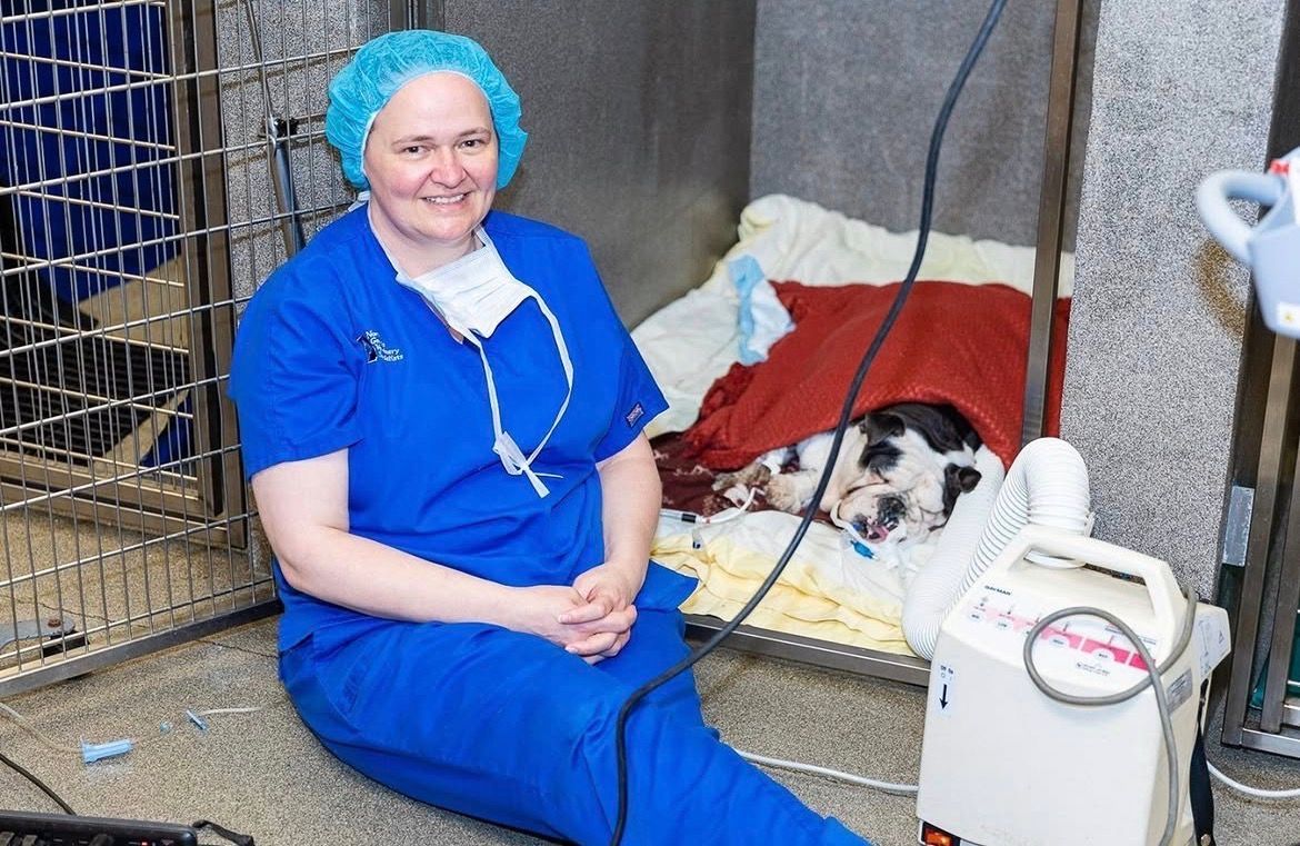 A surgeon is operating on a patient in an operating room - Buford, GA - North Georgia Veterinary Specialists A surgeon is operating on a patient in an operating room - Buford, GA - North Georgia Veterinary Specialists