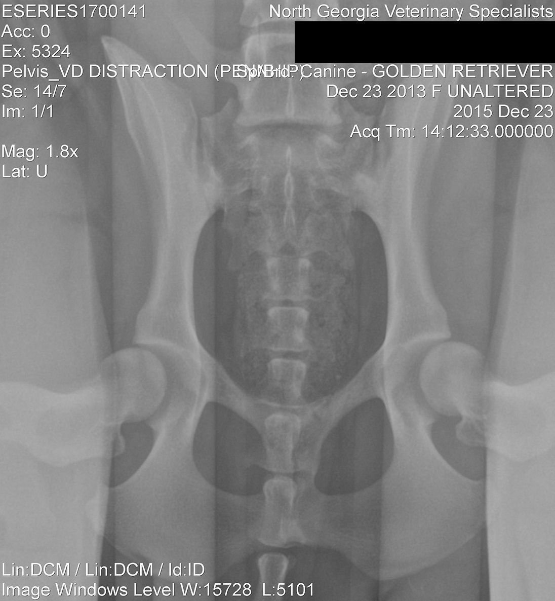 A black and white x-ray of a dog 's pelvis - Buford, GA - North Georgia Veterinary Specialists