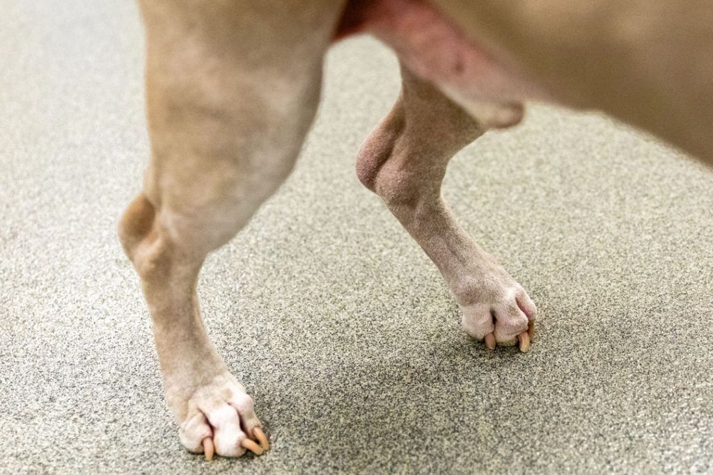 A close up of a dog 's paws on a carpeted floor - Buford, GA - North Georgia Veterinary Specialists