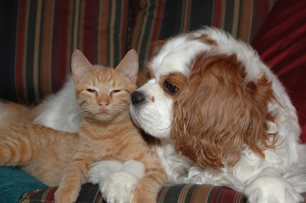 A cat and a dog are laying next to each other on a couch - Buford, GA - North Georgia Veterinary Specialists