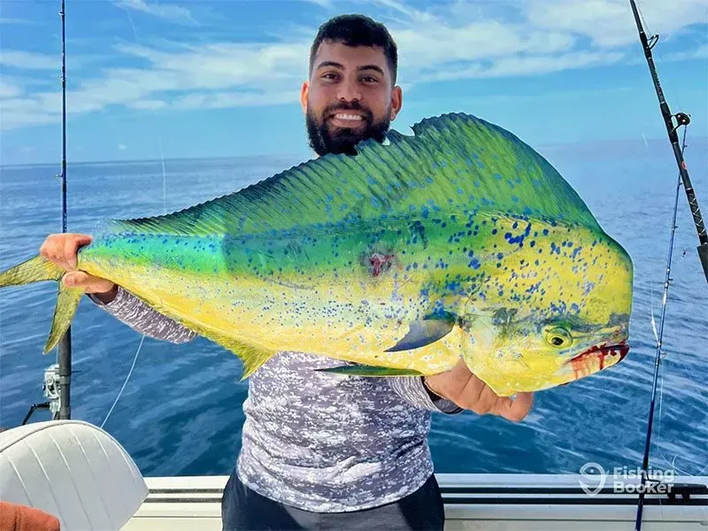 Man holding a large green-yellow fish on a boat at sea.