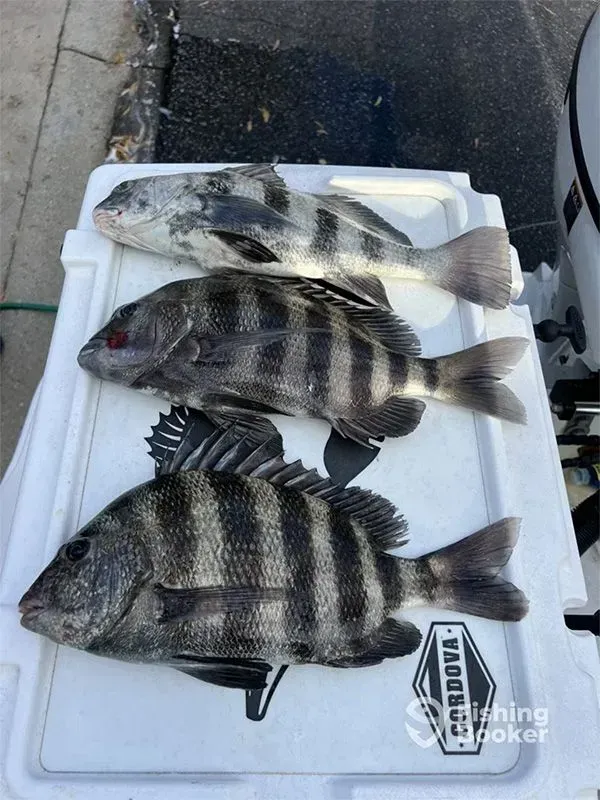 Three fish on a white cooler lid, including two striped fish and one pale fish, beside a dock.
