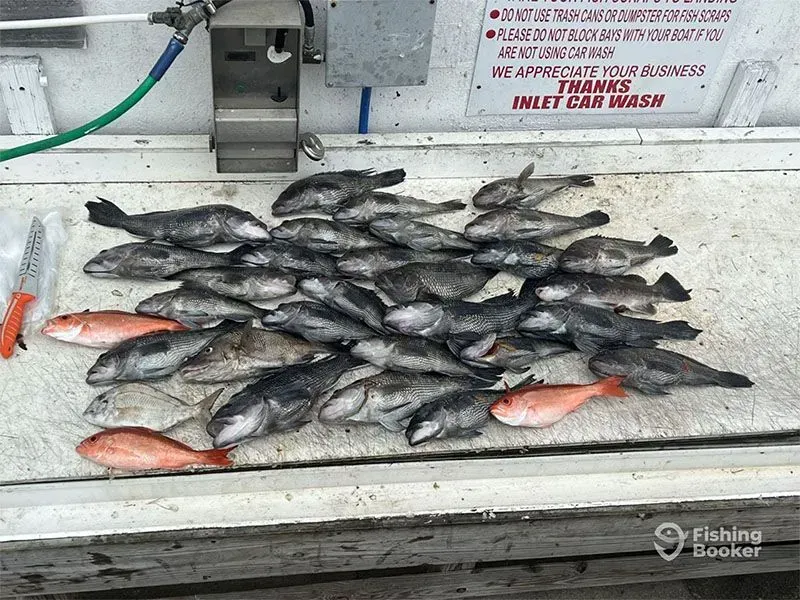 Pile of fish on a boat deck beside a metal machine and orange gloves.