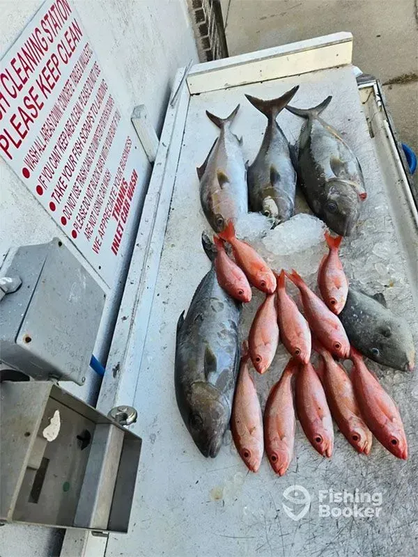 Freshly caught fish laid out on a boat deck, including several red fish and larger silver fish.