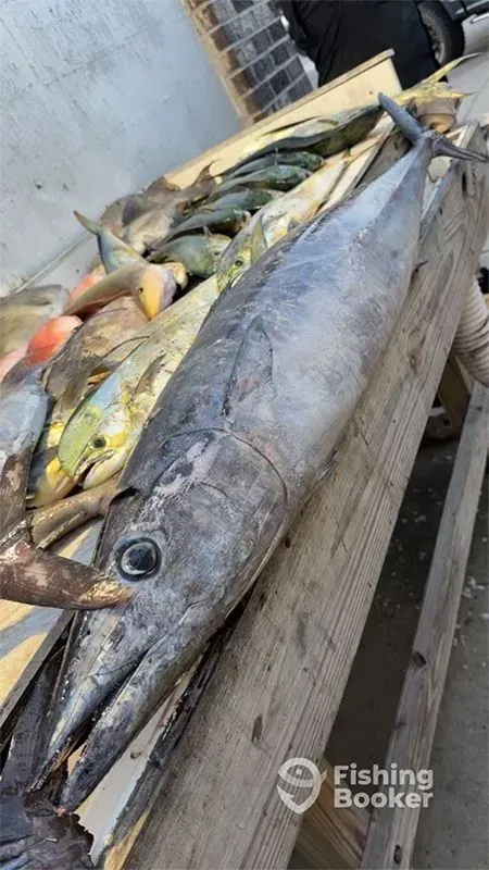 A large fish lies on a wooden dock beside several smaller yellow-green fish and fishing gear.